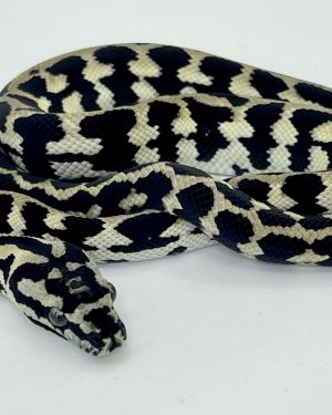 Pure Jungle Axanthic Carpet Python Male
