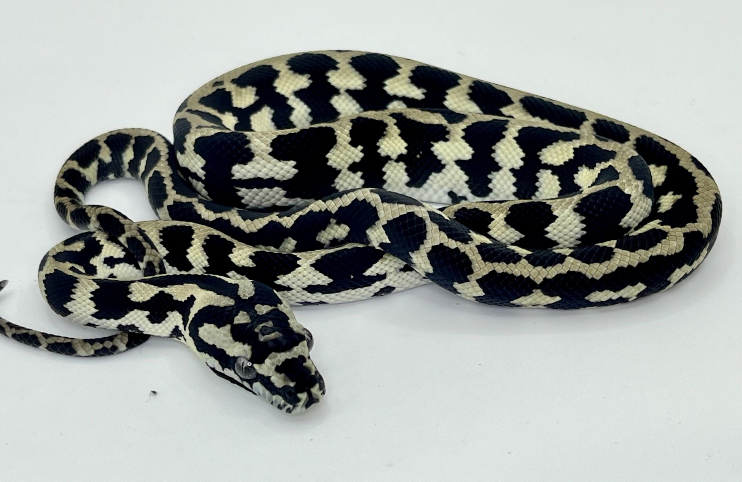 Pure Jungle Axanthic Carpet Python Male