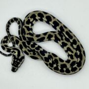 Pure Jungle Axanthic Carpet Python Male
