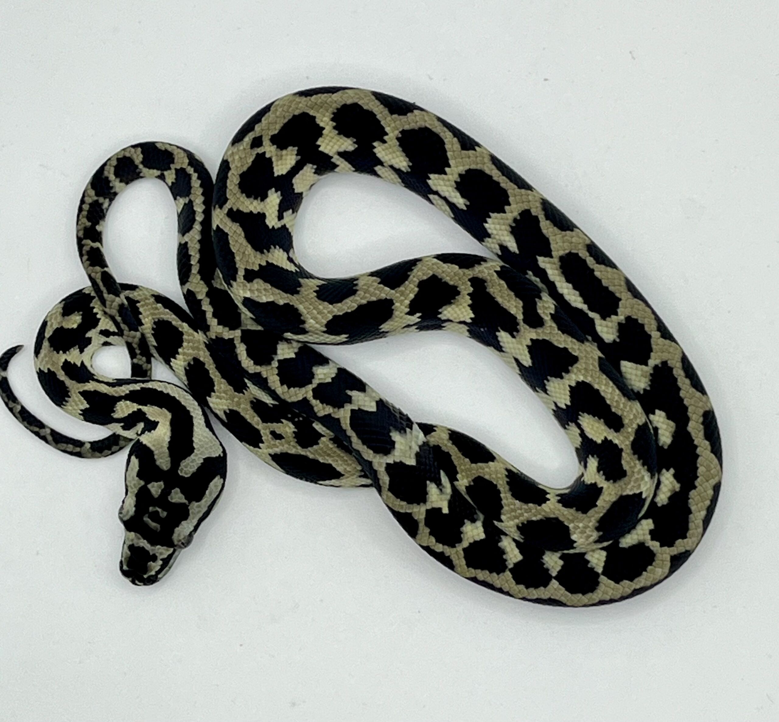Pure Jungle Axanthic Carpet Python Male