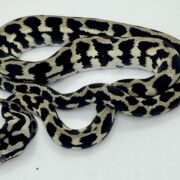 Pure Jungle Axanthic Carpet Python Male