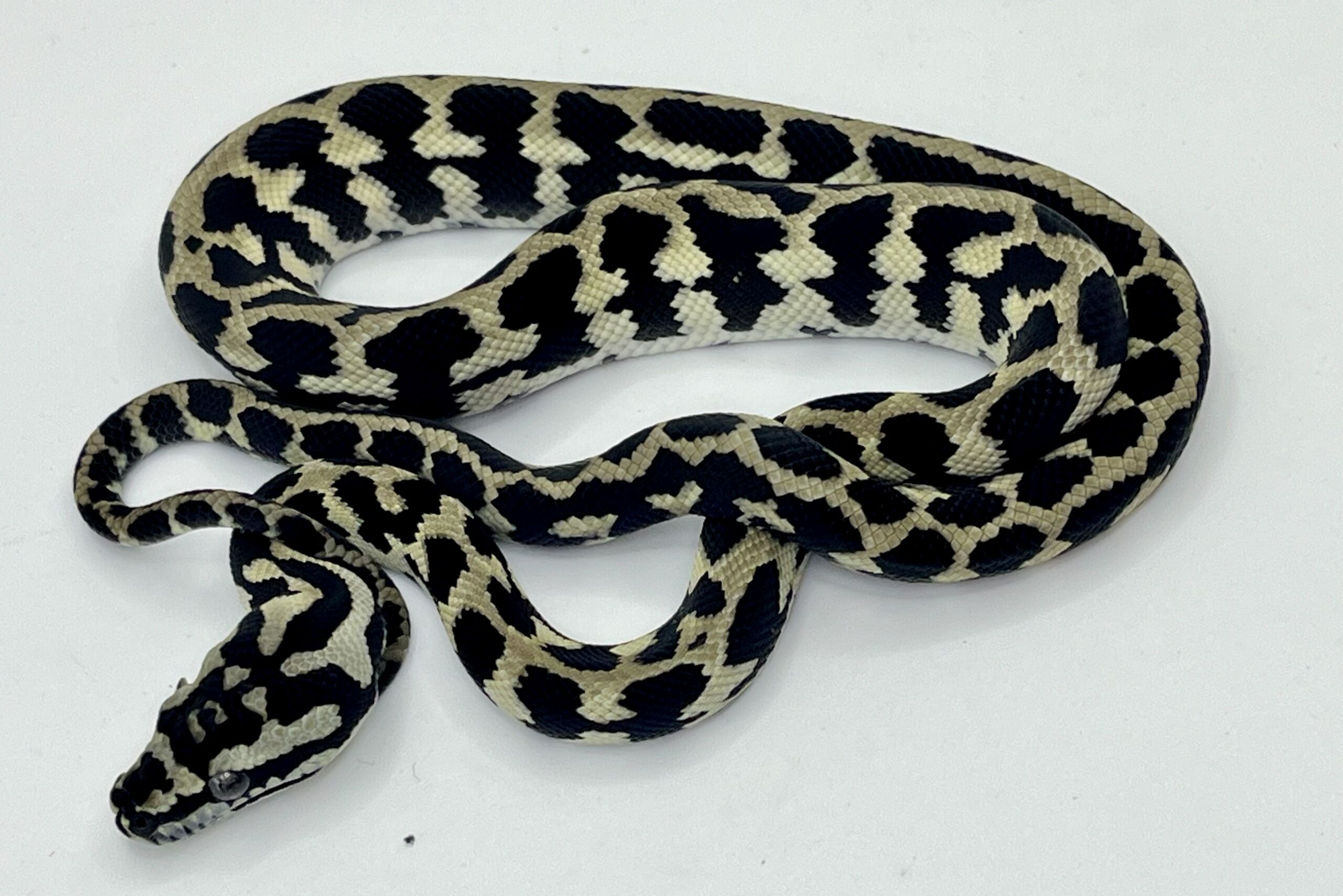 Pure Jungle Axanthic Carpet Python Male