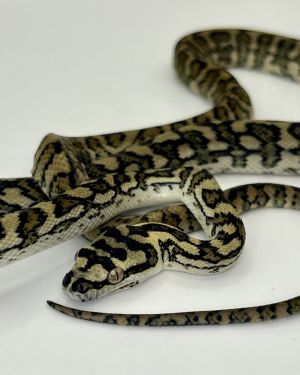 50% Diamond Jaguar Carpet Python