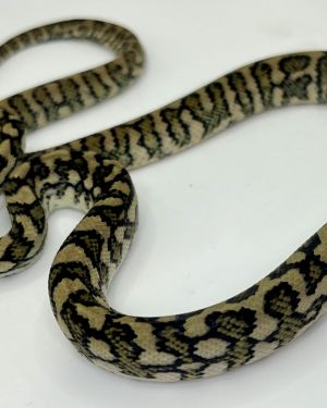50% Diamond Jaguar Carpet Python