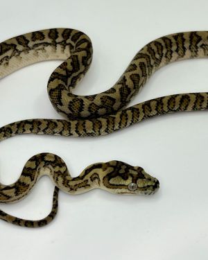 Bredli Jaguar Carpet Python