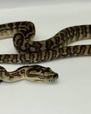 Bredli Jaguar Carpet Python