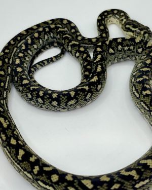 50% Diamond Python