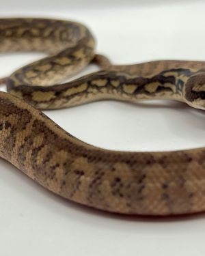 Het Albino 50% bredli carpet python