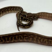 Het Albino 50% bredli carpet python