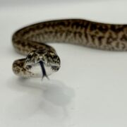 Het Axanthic Caramel Zebra Carpet Python