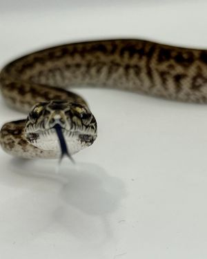 Het Axanthic Caramel Zebra Carpet Python