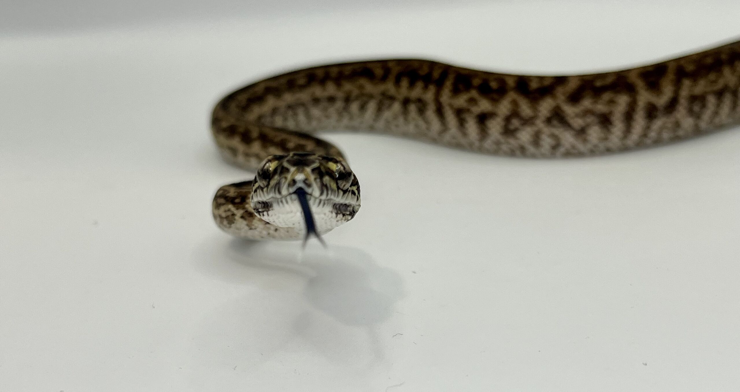 Het Axanthic Caramel Zebra Carpet Python