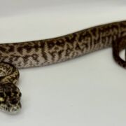 Het Axanthic Caramel Zebra Carpet Python