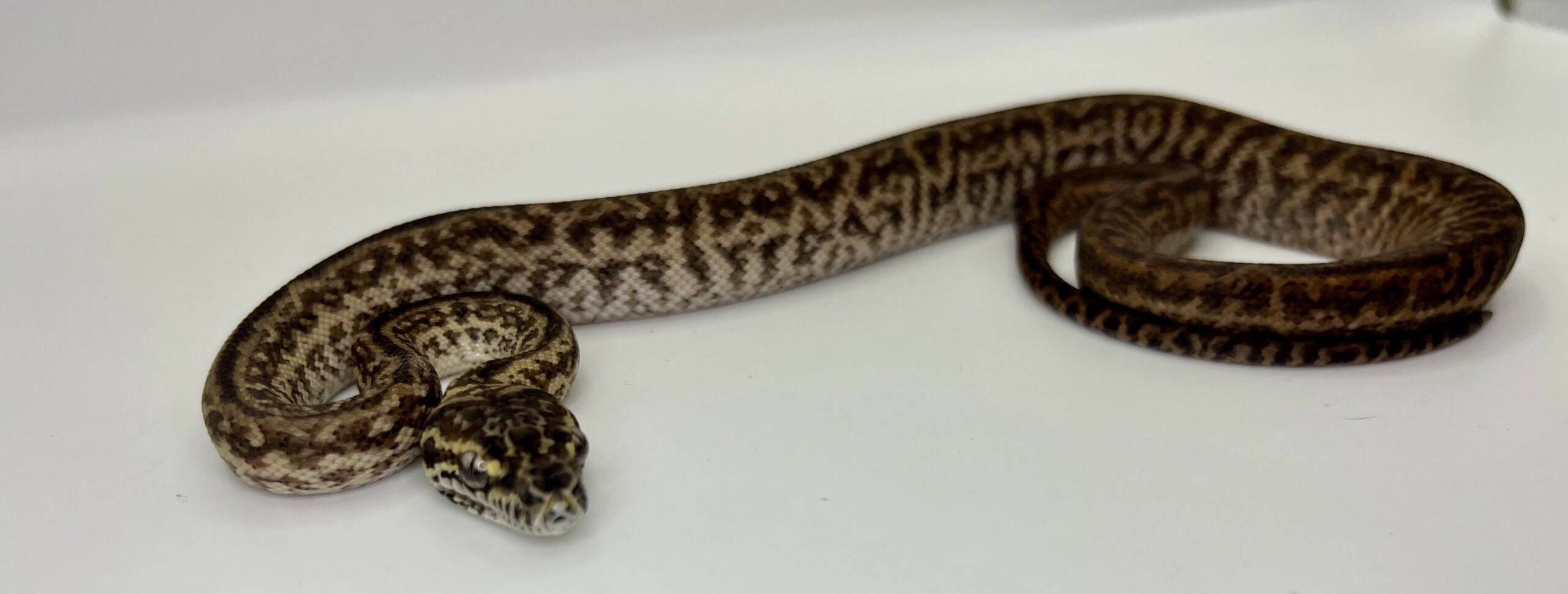 Het Axanthic Caramel Zebra Carpet Python