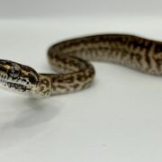 Het Axanthic Caramel Zebra Carpet Python