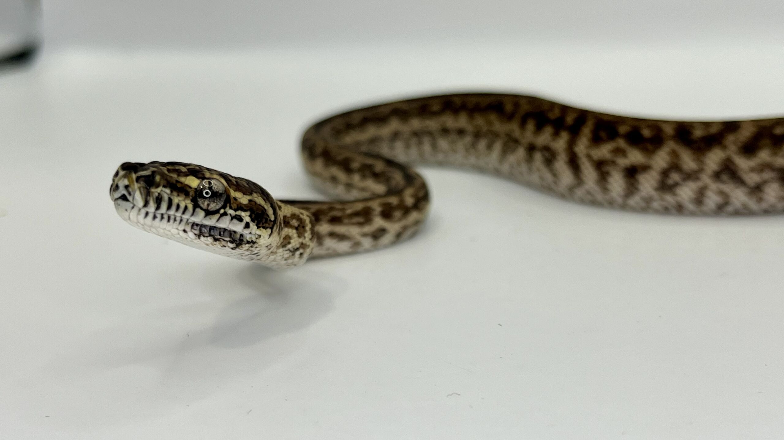 Het Axanthic Caramel Zebra Carpet Python