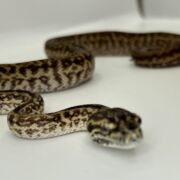 Het Axanthic Caramel Zebra Carpet Python