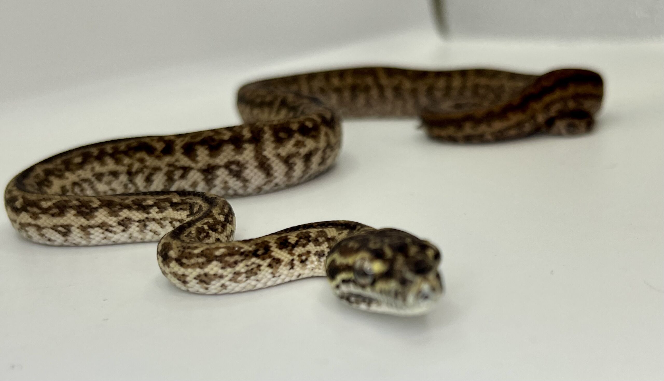 Het Axanthic Caramel Zebra Carpet Python
