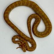 50% Bredli Albino Carpet Python