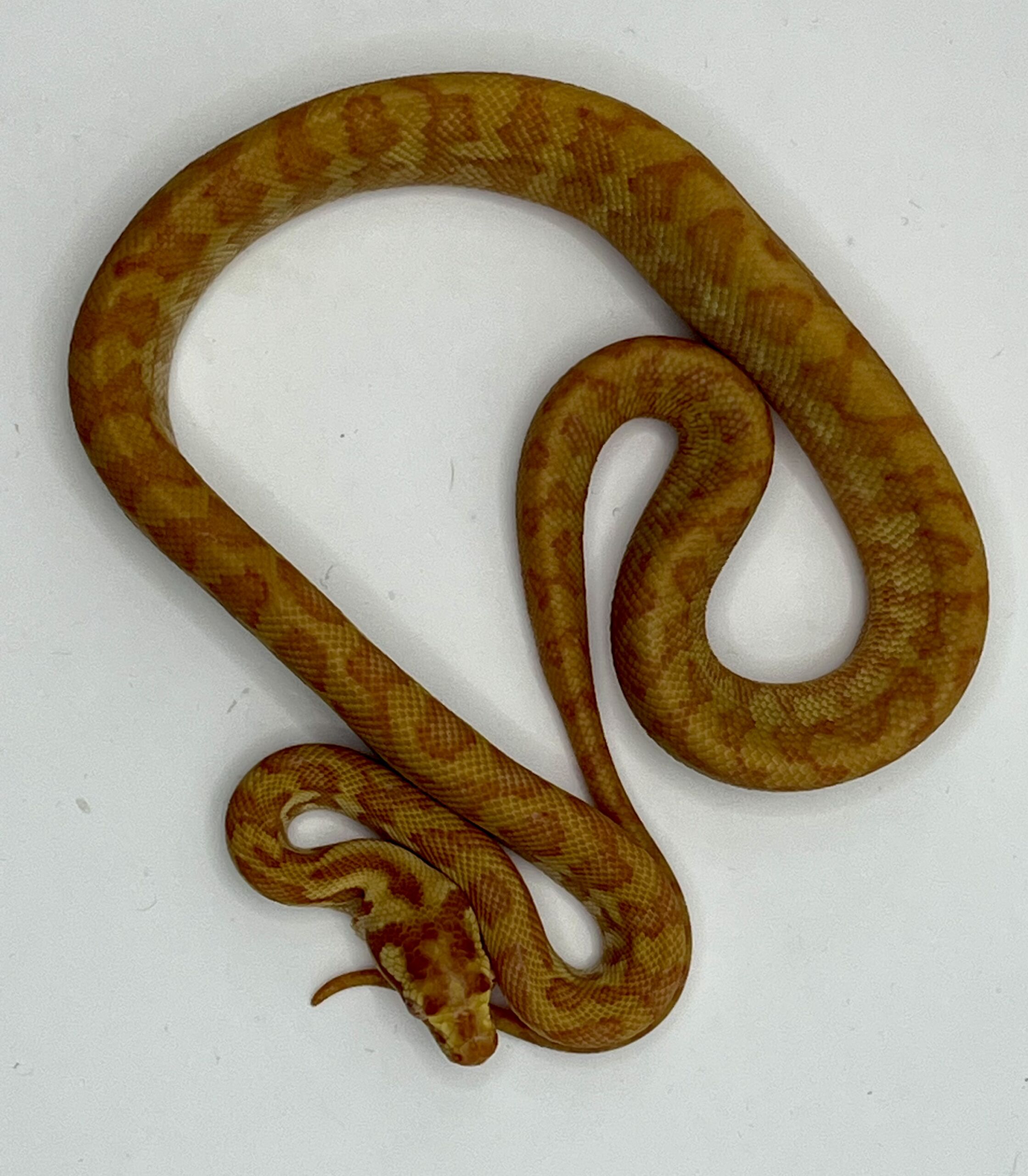 50% Bredli Albino Carpet Python
