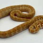 50% Bredli Albino Carpet Python