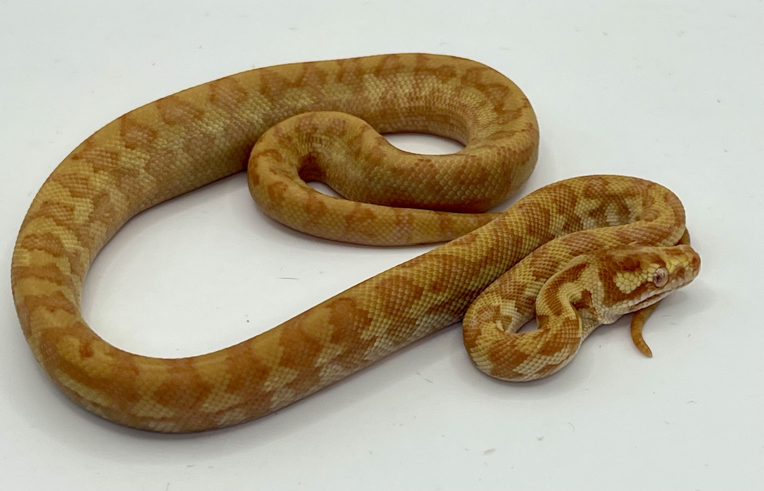 50% Bredli Albino Carpet Python