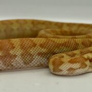 50% Bredli Albino Carpet Python