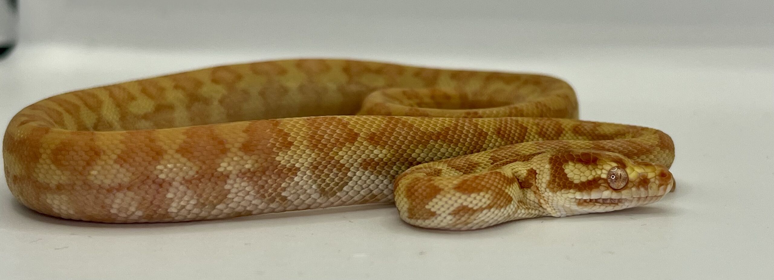 50% Bredli Albino Carpet Python