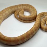 50% Bredli Albino Carpet Python
