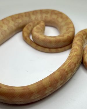 50% Bredli Albino Carpet Python