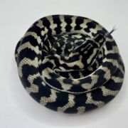 Axanthic het Albino Carpet Python female