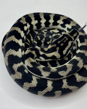 Axanthic het  Albino Carpet Python female