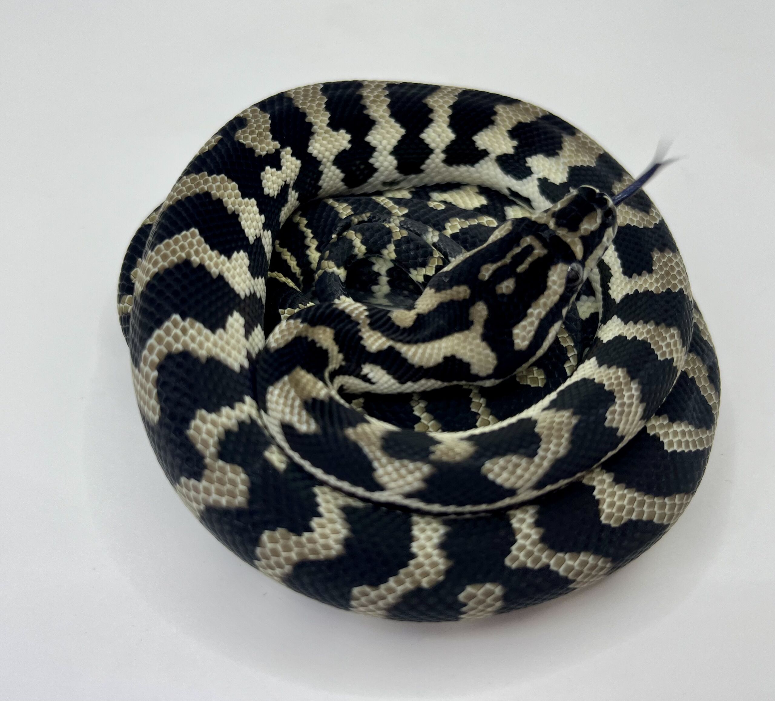 Axanthic het Albino Carpet Python female