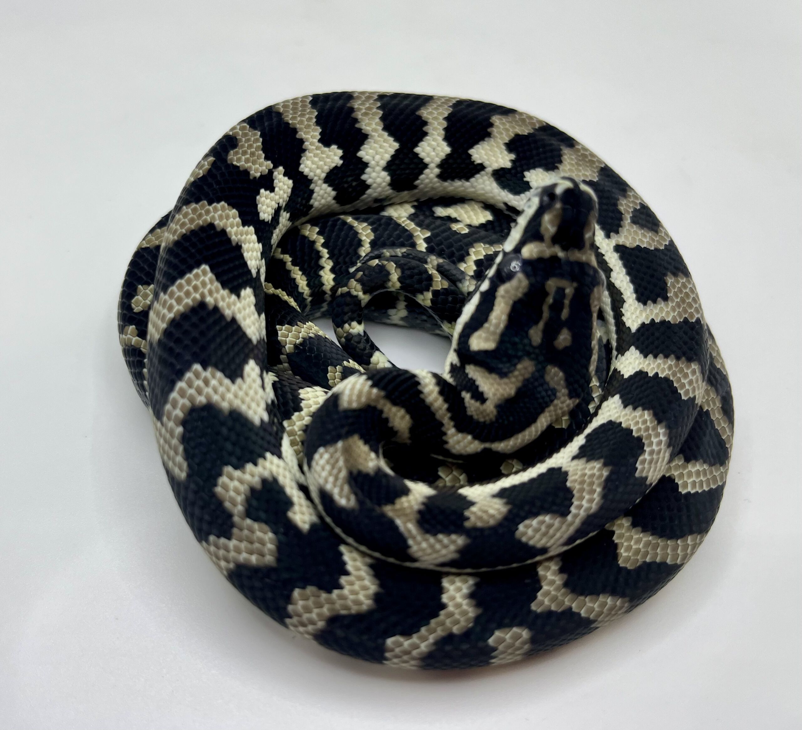 Axanthic het Albino Carpet Python female