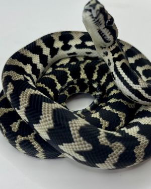 Axanthic het  Albino Carpet Python female