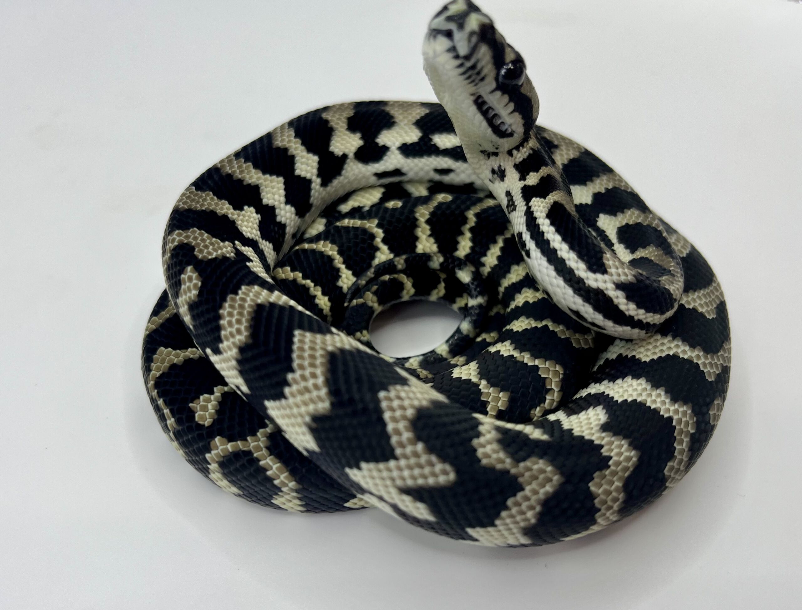 Axanthic het Albino Carpet Python female