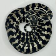 Axanthic het Albino Carpet Python female