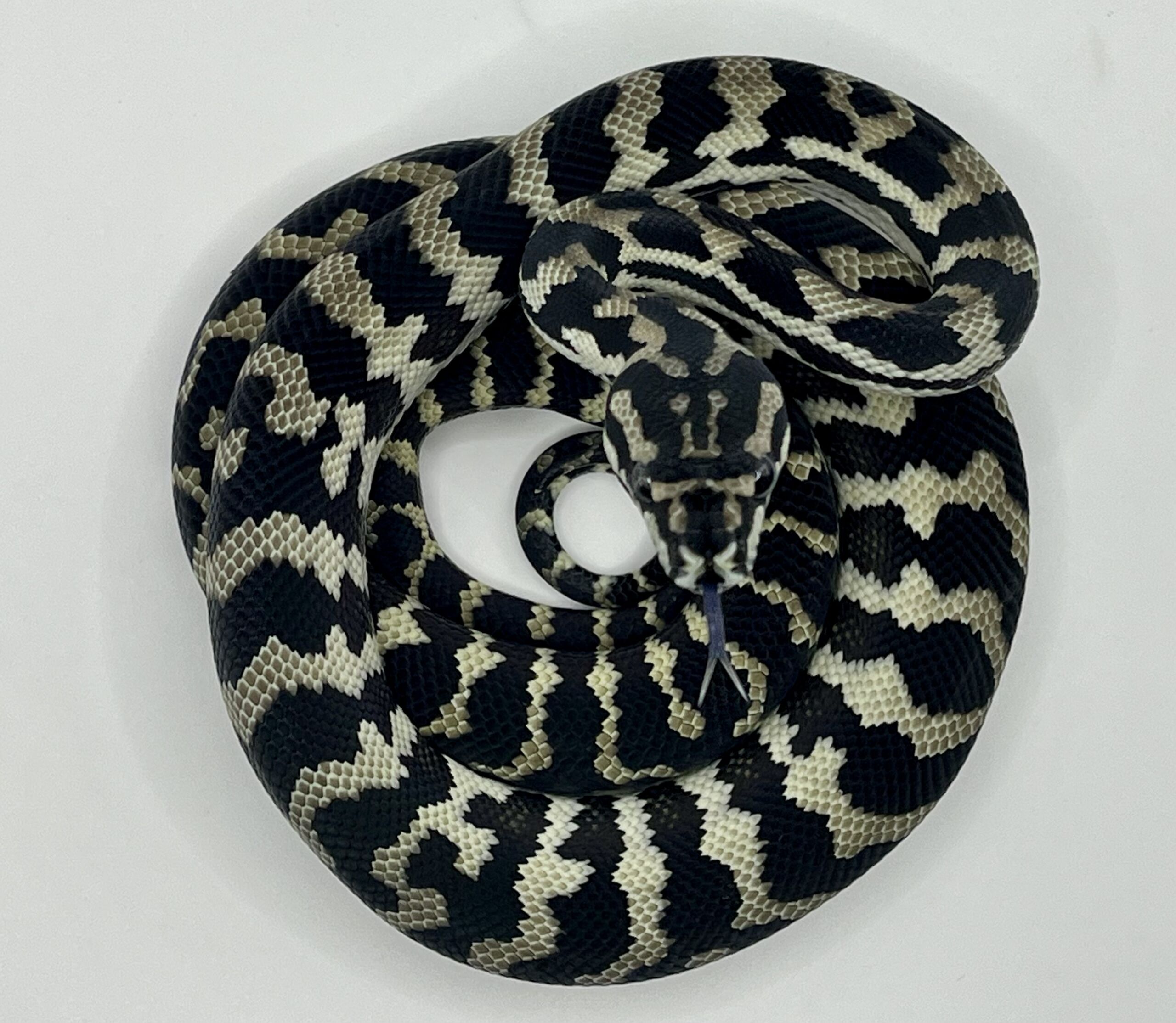 Axanthic het Albino Carpet Python female