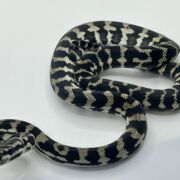 Axanthic het Albino Carpet Python female