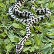 Axanthic jaguar Carpet Python female