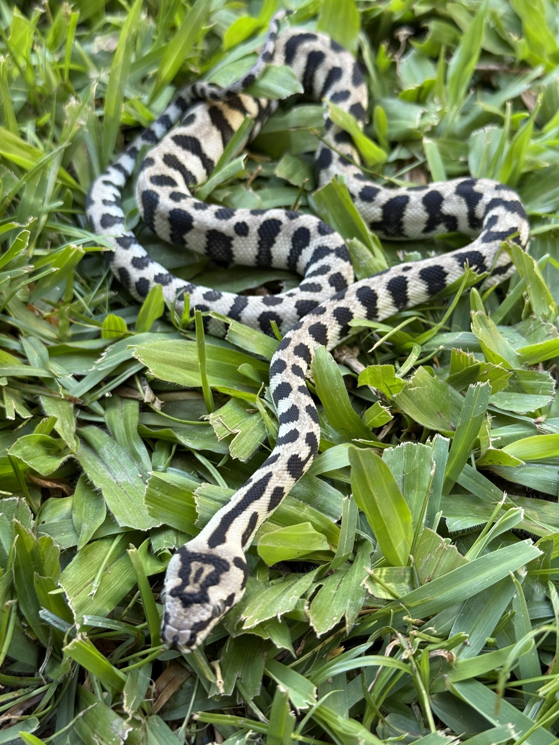 Axanthic jaguar Carpet Python female