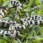 Axanthic jaguar Carpet Python female
