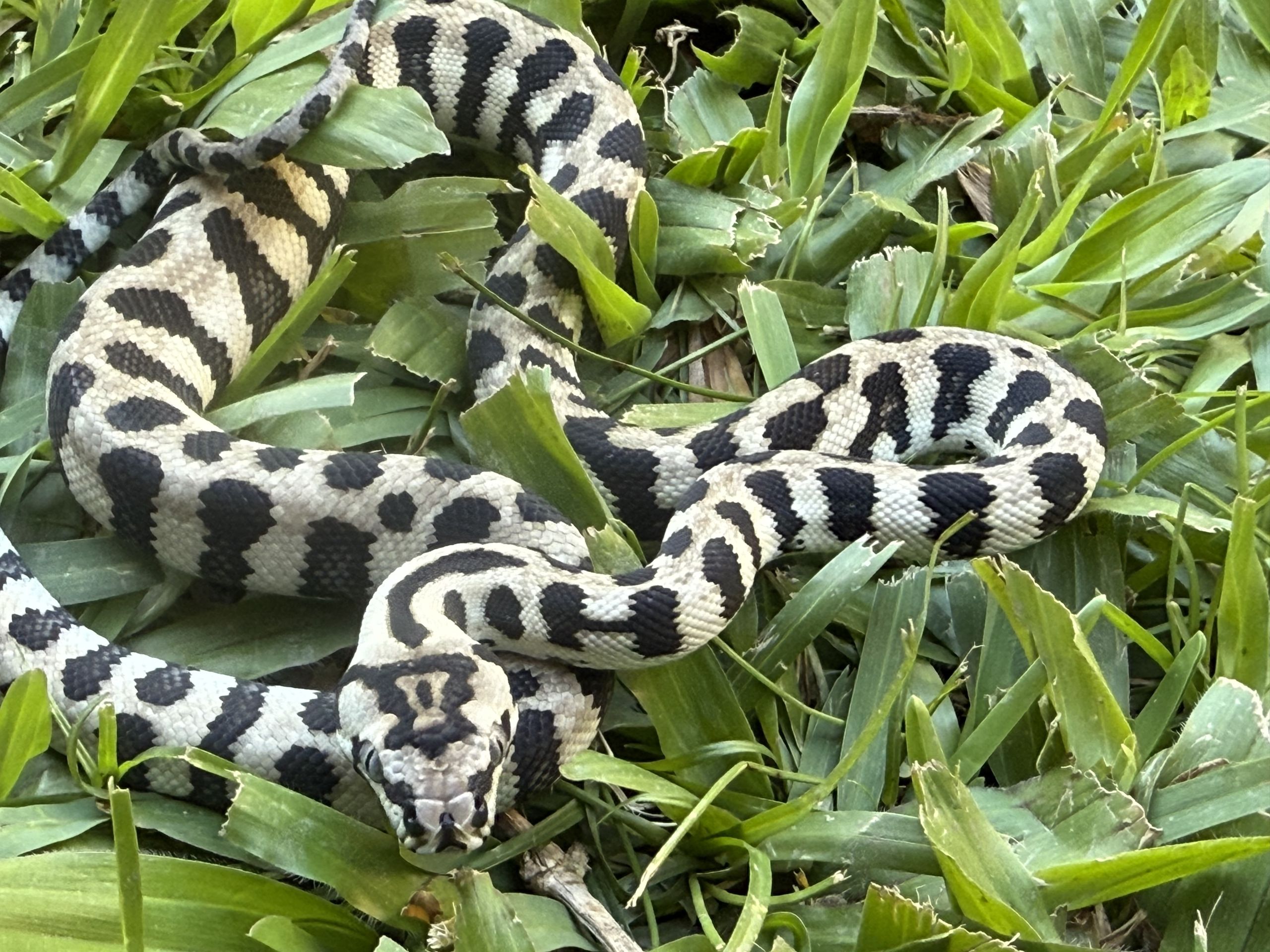 Axanthic jaguar Carpet Python female