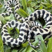 Axanthic jaguar Carpet Python female