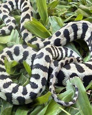 Axanthic jaguar Carpet Python female
