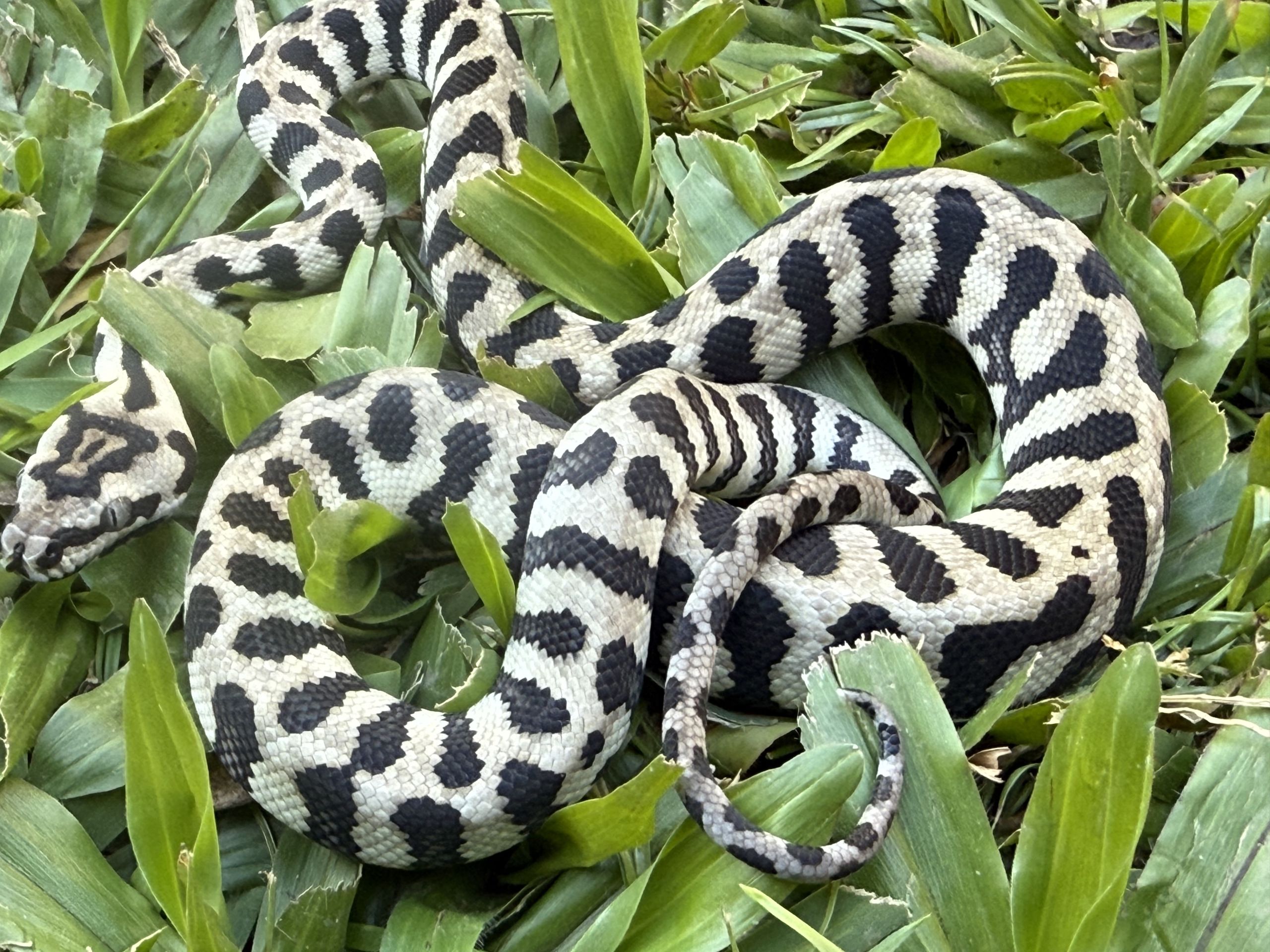 Axanthic jaguar Carpet Python female