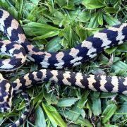Het Axanthic pure jungle female