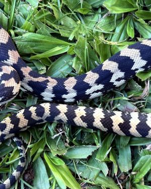 Het Axanthic pure jungle female
