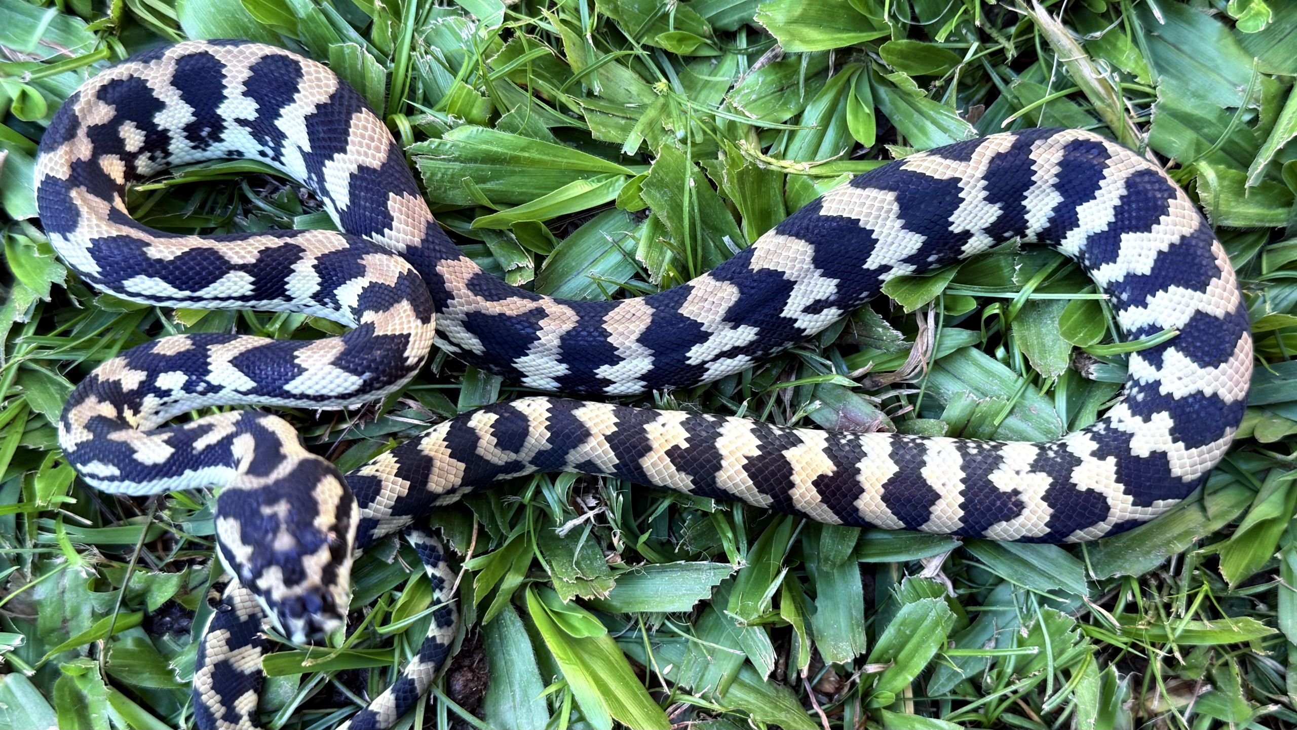 Het Axanthic pure jungle female