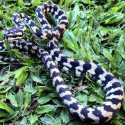 Het Axanthic pure jungle female